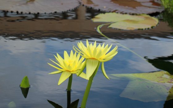Bright, showy, fragrant lemon-yellow flowers with many petals surrounding a yellow center.  