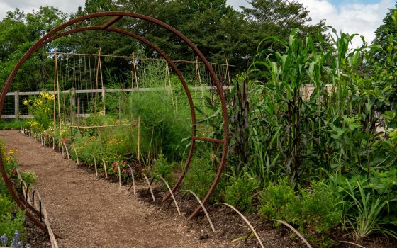One large hoop structure and a series of smaller arches border a dirt path in a vegetable and flower garden.