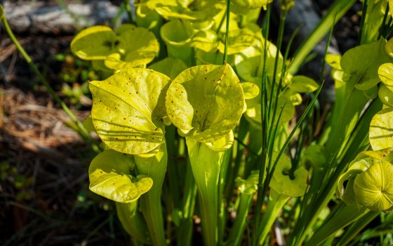 Long lime green carnivorous plants, shaped like tubes with flared out tops.