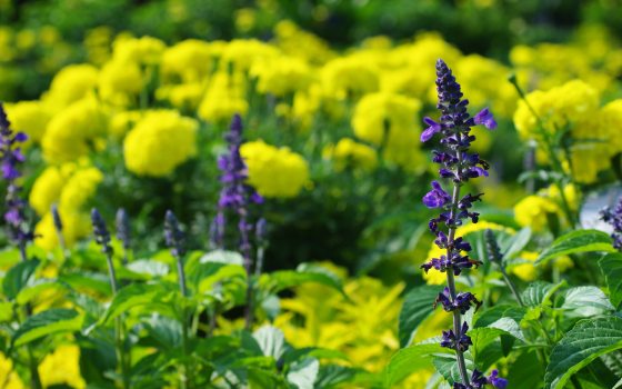 Tall purple triangular flowers in front of large yellow flowering shrubs. 