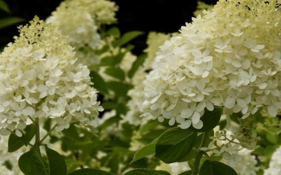 Large, cone-shaped flower clusters that transition from an elegant celadon lime green to creamy white, then pink, and finally burgundy as they mature.
