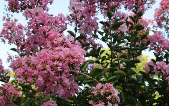 Abundant bright pink ruffled flower clusters at the tips of the tree branches. 