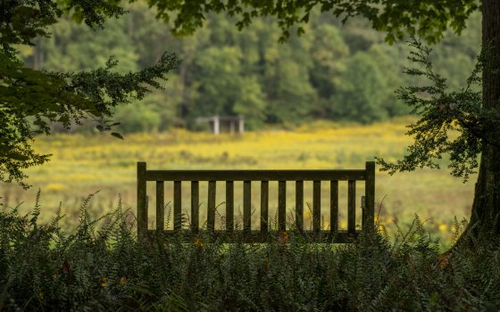 A wooden bench, in the shade, overlooking a meadow in summer.