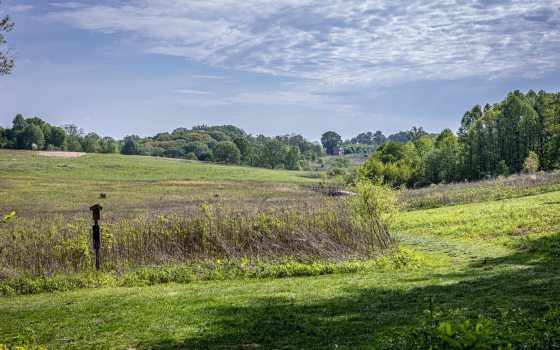 A meadow garden in early summer, featuring tall grasses, mowed pathways, and a bright blue sky.
