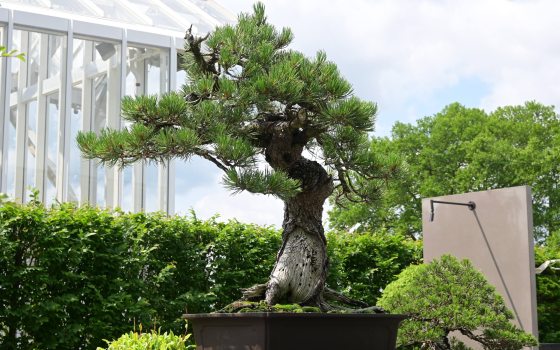 A large bonsai pine tree stands in the foreground against the corner of a large glasshouse in the left background.