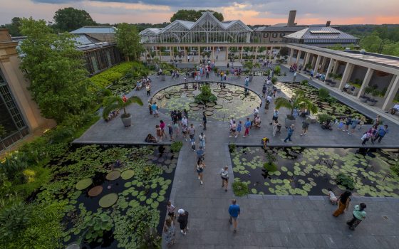 Wide view of guests strolling an outdoor court of waterlily pools at sunset, surrounded by conservatory buildings.