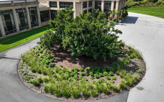 An aerial image of a circular garden with a large yew in the center, surrounded in smaller grassy plantings.