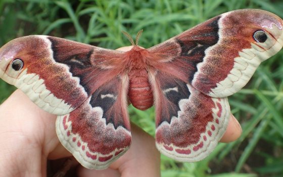 Closeup of large reddish brown moth with white wing margins and black eyespots, perched on a bent finger.