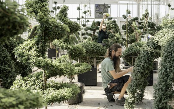 A horticulturist squats to work on specialty mums in training, amid a greenhouse of chrysanthemum forms in training.