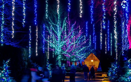 Nighttime view of a festive outdoor scene with trees adorned in blue, purple, and pink lights, and a glowing, star-shaped structure. People are casually strolling through the illuminated garden.