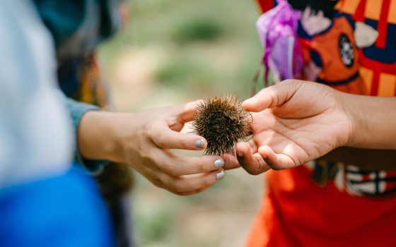 Closeup of two young people holding a brown spiky seed ball.