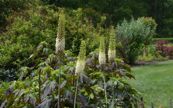A garden bed filled with a variety of tall plants in summer.