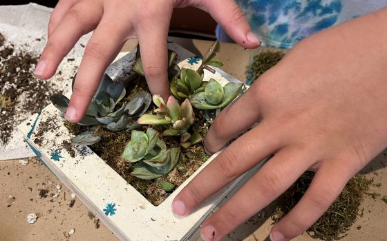 Youthful hands arrange small succulents in a hand-painted square planter.