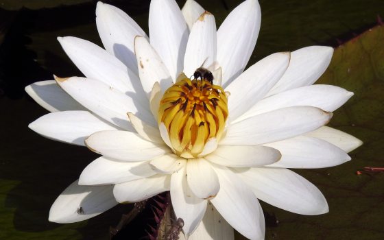 Bee on a 'White Saber Tooth' waterlily. 