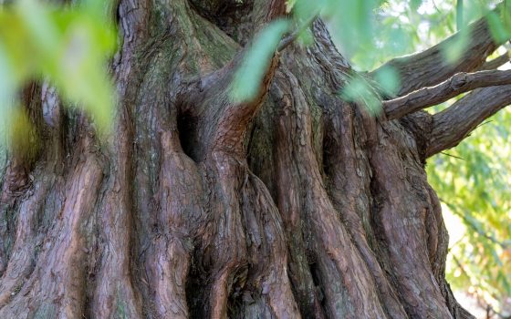 A close up of the trunk of a large redwood tree, featuring dark brown and wavy like lines running up and down the tree. 
