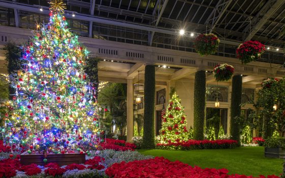 Inside the conservatory at night, decorated with lit Christmas trees, and beds and hanging baskets of poinsettias.