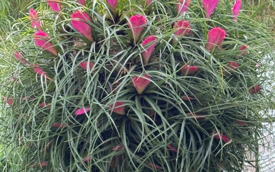 Feather-like, vibrant pink inflorescence surrounded by a rosette of slender, grass-like green leaves. 