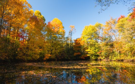 Wide shot of a still lake reflecting trees with yellowish autumn leaves and a clear blue sky.