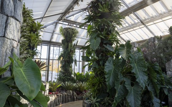 Inside the Cascade Garden at Longwood Gardens, featuring tropical plants and stone. 