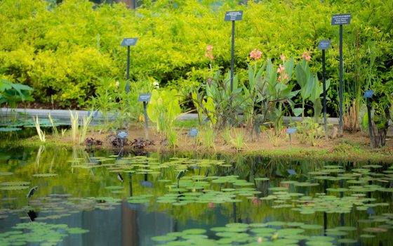A waterlily pond with a varitey of lily pads and tall grasses. 