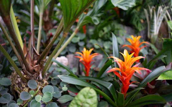 Tropical plants in many varieties growing in a garden bed. 
