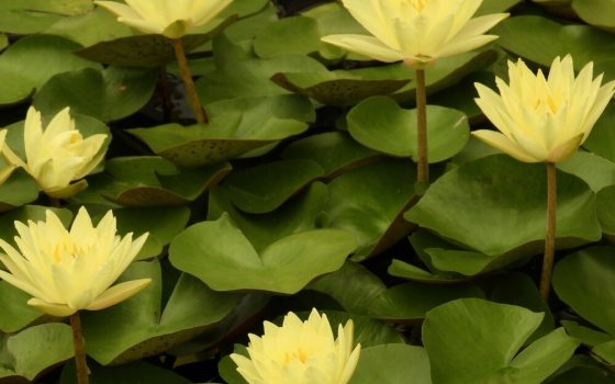 Bright, deep yellow, star-shaped flowers that rise above the water. 