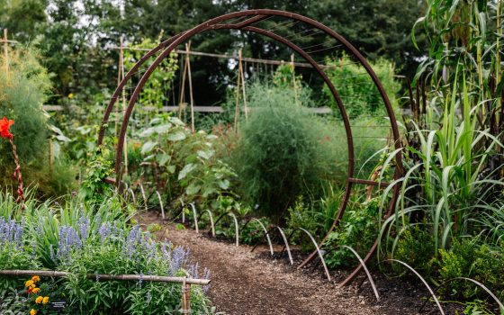 Diagonal view of a vegetable and flower garden in full bloom, with small hoops along the border of a garden path, and 2 large connected hoops across the path, through which people can walk.