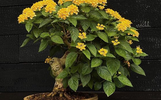 An abundant  bright yellow flower clusters that look like miniature bouquets.