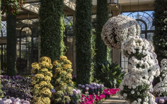 A variety of mum forms and colors fill a conservatory of foliage-covered columns and tall arched windows.
