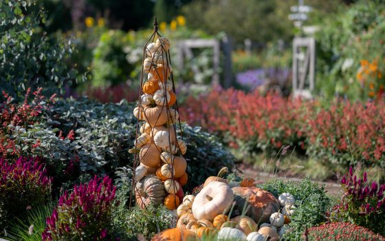 Colorful display of chrysanthemums and other fall flowers, pumpkins, and gourds