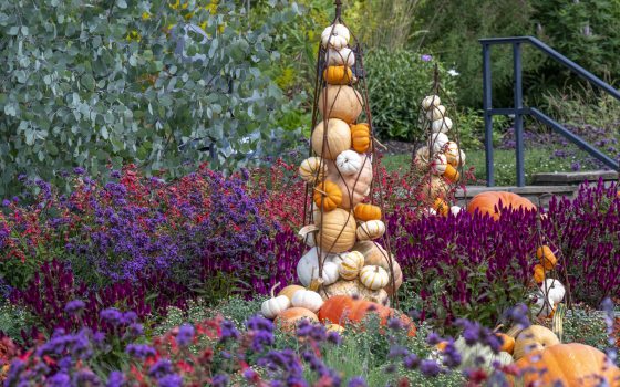 Pumpkin displays amid purple and red flowers in an outdoor garden.