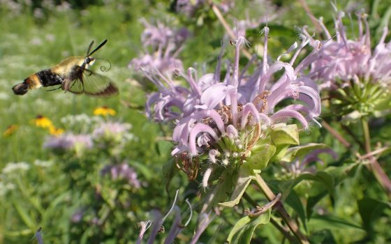 A close-up photograph of a clearwing hummingbird moth in flight, hovering near a cluster of spiky, pale purple wild bergamot or bee balm flowers. The moth is visible on the left, with a distinct black and yellow striped body. The background is a mix of blurred green foliage and yellow flowers under bright sunlight.