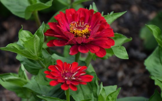 Two bright red flowers set against green leaves.
