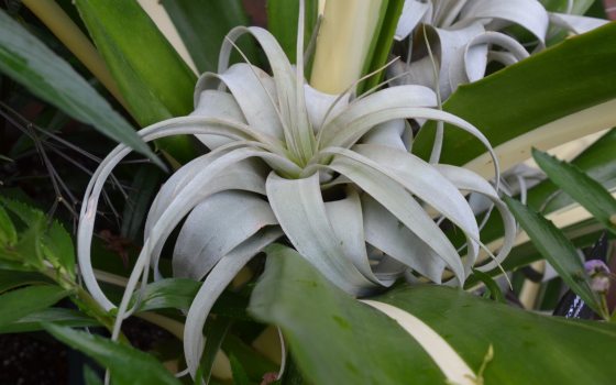 A silver Tillandsia xerographica nestled in greenery.