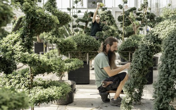 A horticulturist squats to work on specialty mums in training, amid a greenhouse of chrysanthemum forms in training.