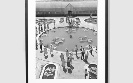 Vintage Print – Waterlily