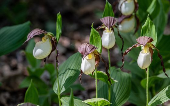 A cluster of white lady's slipper orchids, each with a large, white, pouch-like petal and dark, reddish-brown, twisted sepals and lateral petals. The orchids grow on slender stems amidst broad green leaves in a wooded, sun-dappled setting.