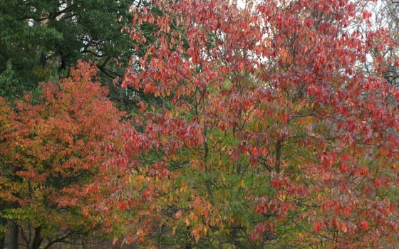 Vibrant fall foliage in shades of red, orange, and purple. 
