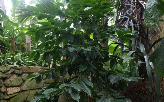 A close-up view of dense, dark green tropical foliage in a jungle or greenhouse setting. The leaves are large and lush, partially obscuring the background, which includes a textured stone wall on the left and thick, woody tree trunks or vines on the right. 