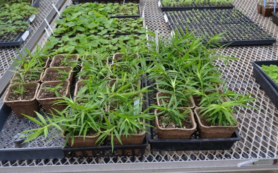 A high-angle view of several trays of young seedlings or cuttings arranged on a metal wire bench in a nursery or greenhouse.