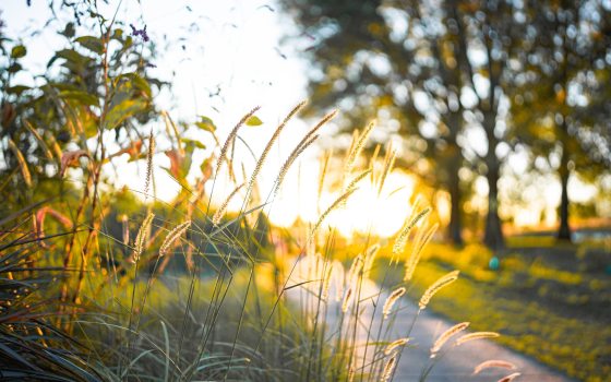 Long rays of sunlight shine along an outdoor path and through trees and autumn grasses