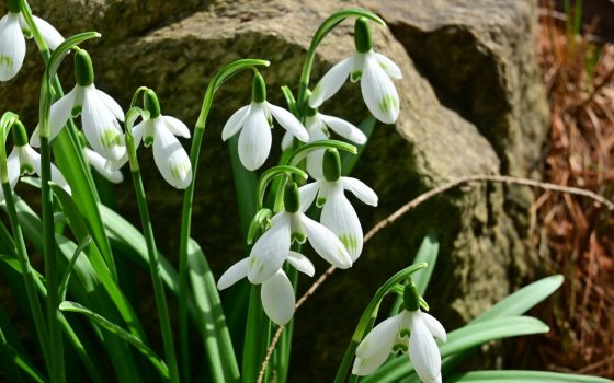 A close-up shot of a cluster of white snowdrop flowers (Galanthus) with their characteristic nodding heads, set against a dark, textured brown rock in the sunlight