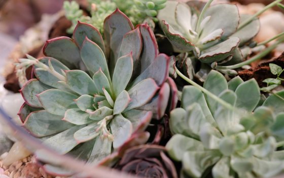 A close-up, top-down view of several succulent plants, primarily Echeveria, nestled together in a container or terrarium.