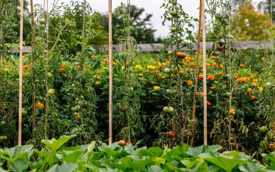 A home garden view with rows of tall tomato plants supported by wooden stakes. The tomato plants are laden with both green and ripening red fruit. In the middle ground, there is a cluster of orange and yellow marigold flowers, and in the foreground, there are low-growing, large green leaves, likely squash or pumpkin plants. 