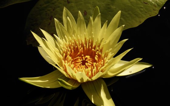  A dark, close-up photo of a vibrant yellow water lily (Nymphaea) floating on a dark pond surface. The fully open flower features numerous pointed yellow petals radiating from a dense, darker yellow-orange center. 