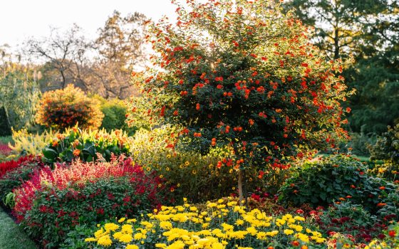 A vibrant, sunlit garden scene featuring a large, tiered flower bed with a variety of colorful plants. 