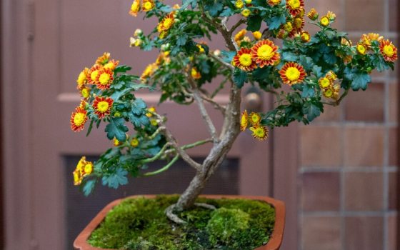 Numerous golden florets with reddish-maroon petals. Its free flower ability makes it very adaptable for bonsai. .