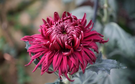 A close-up of a deep magenta, dark red, or burgundy 'spider' or 'fujin' type chrysanthemum flower with long, curling, and tubular petals.