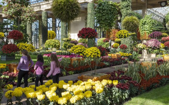 Three children dressed in pink and black take in the sights of an indoor garden filled with mums of a wide variety of forms and colors.