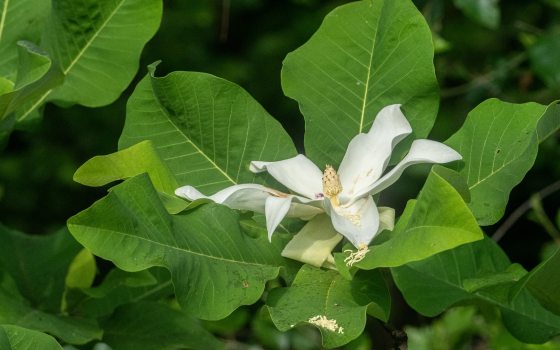 A white magnolia flower blooms amongst large green leaves.